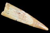 Pterosaur (Siroccopteryx) Tooth - Morocco #107950-1